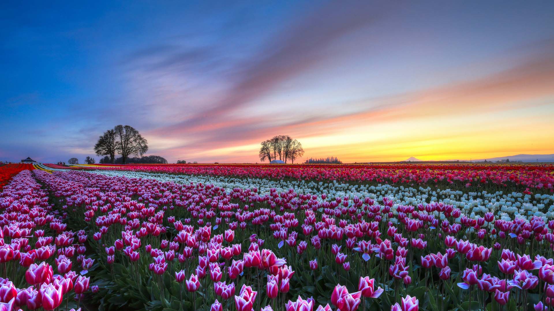purble beautiful fantastic tulip gardening images download