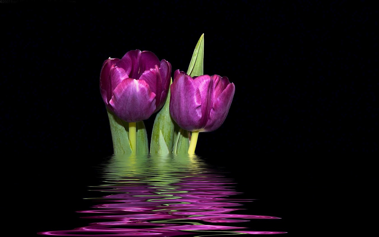 purple tulips over dark background free wallpapers