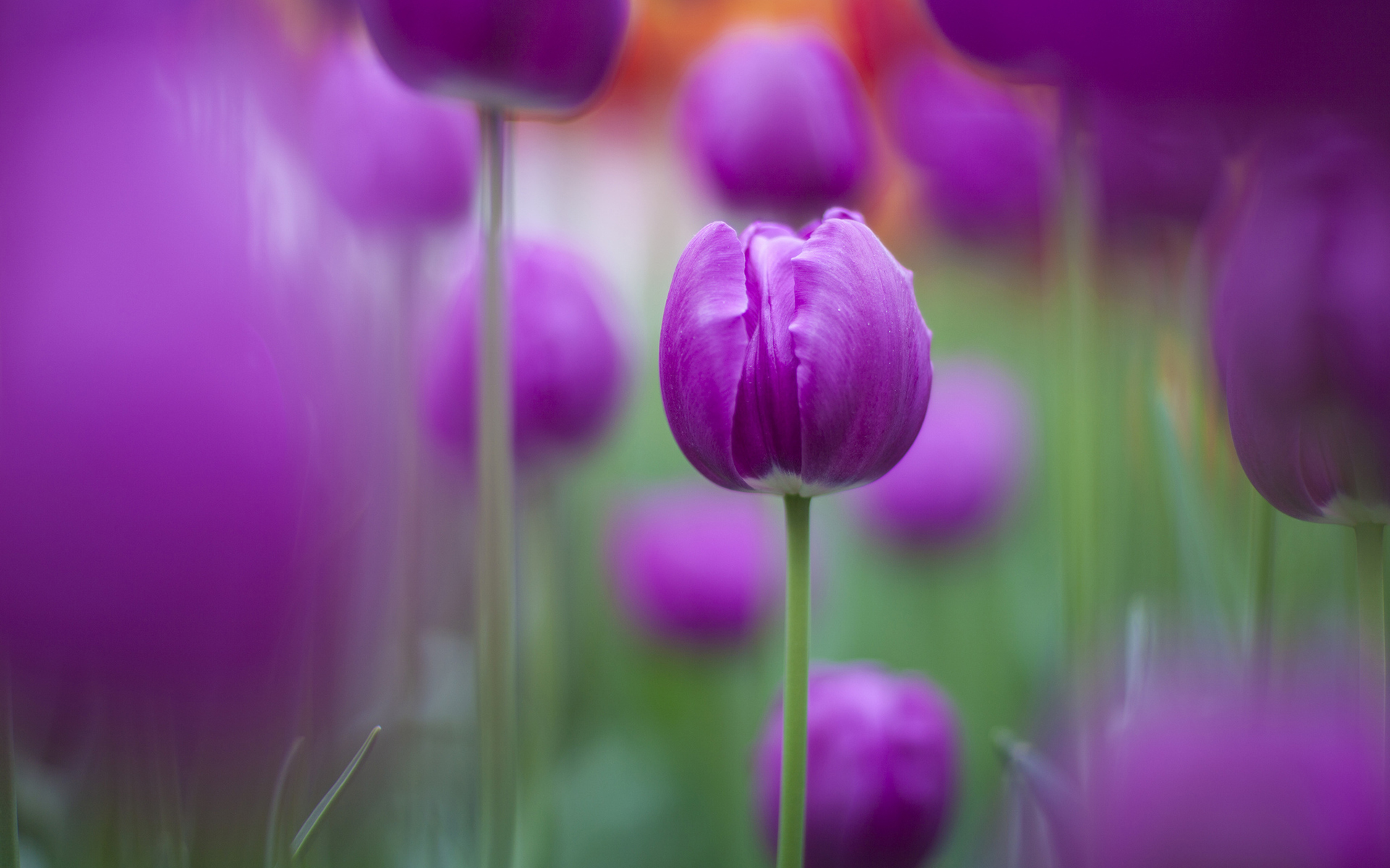 Purple Tulips Widescreen Dreamland Pictures Free Pics