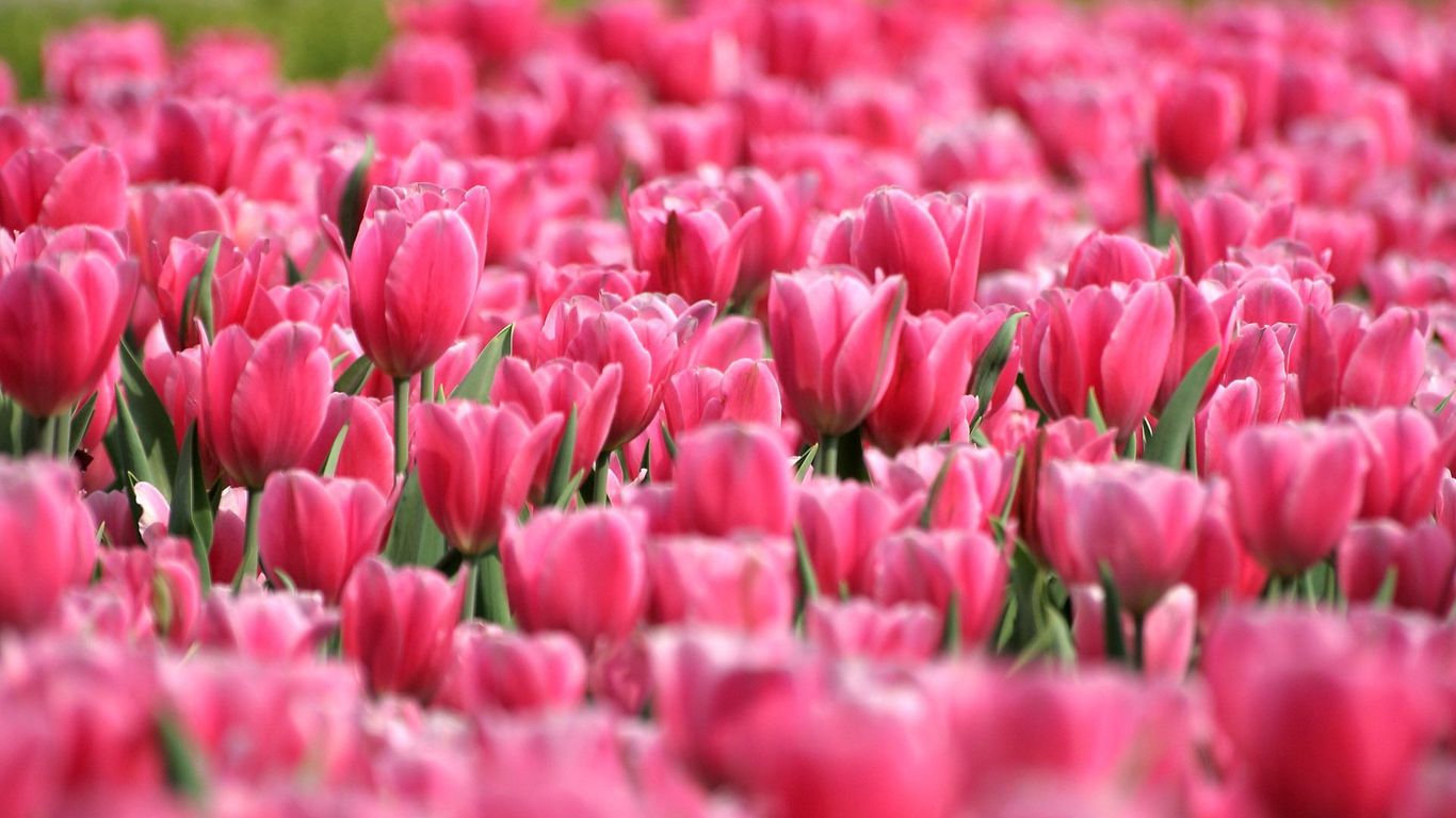 springs of beautiful pink tulip garden images free download
