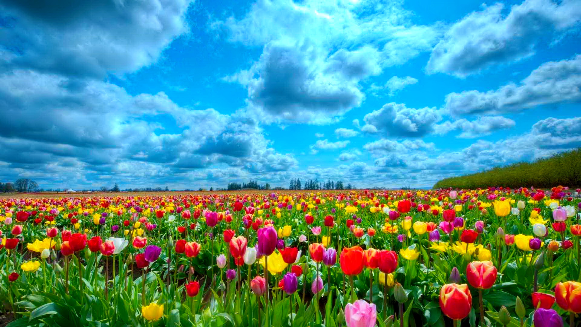 worst hotel in cape town field of tulips free download
