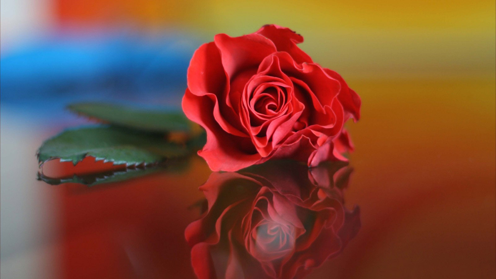 latest valentine red rose gorgeous hd wallpaper iphone pics download