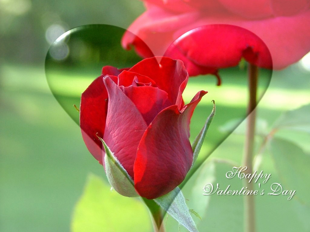 romantic valentines day gift rose fantastic wallpaper free download