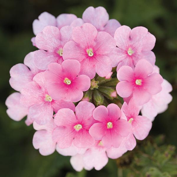 beautiful blooming verbenas hd images download