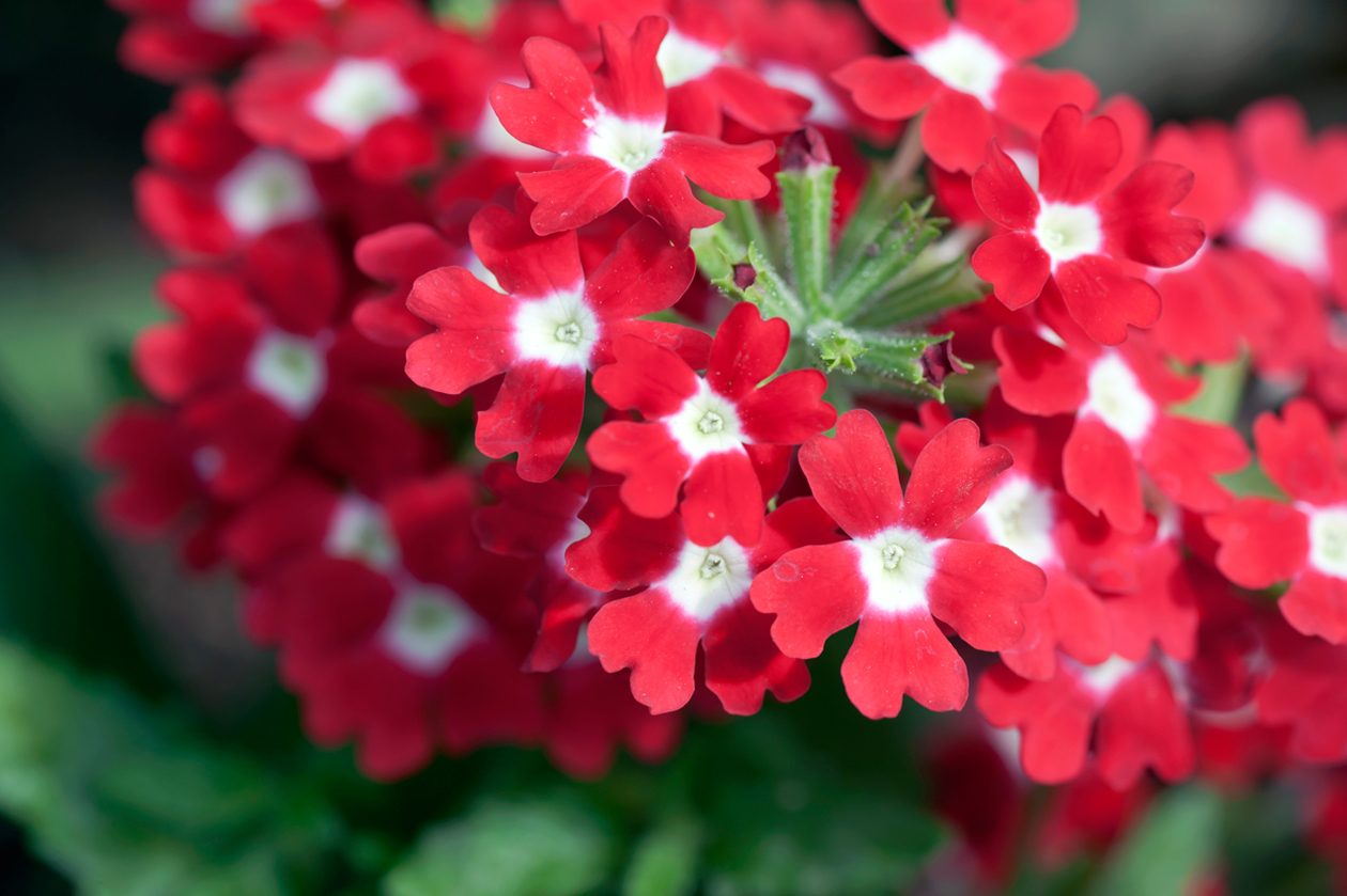 Download Free Awesome Blooming Verbenas Hd Wallpapers