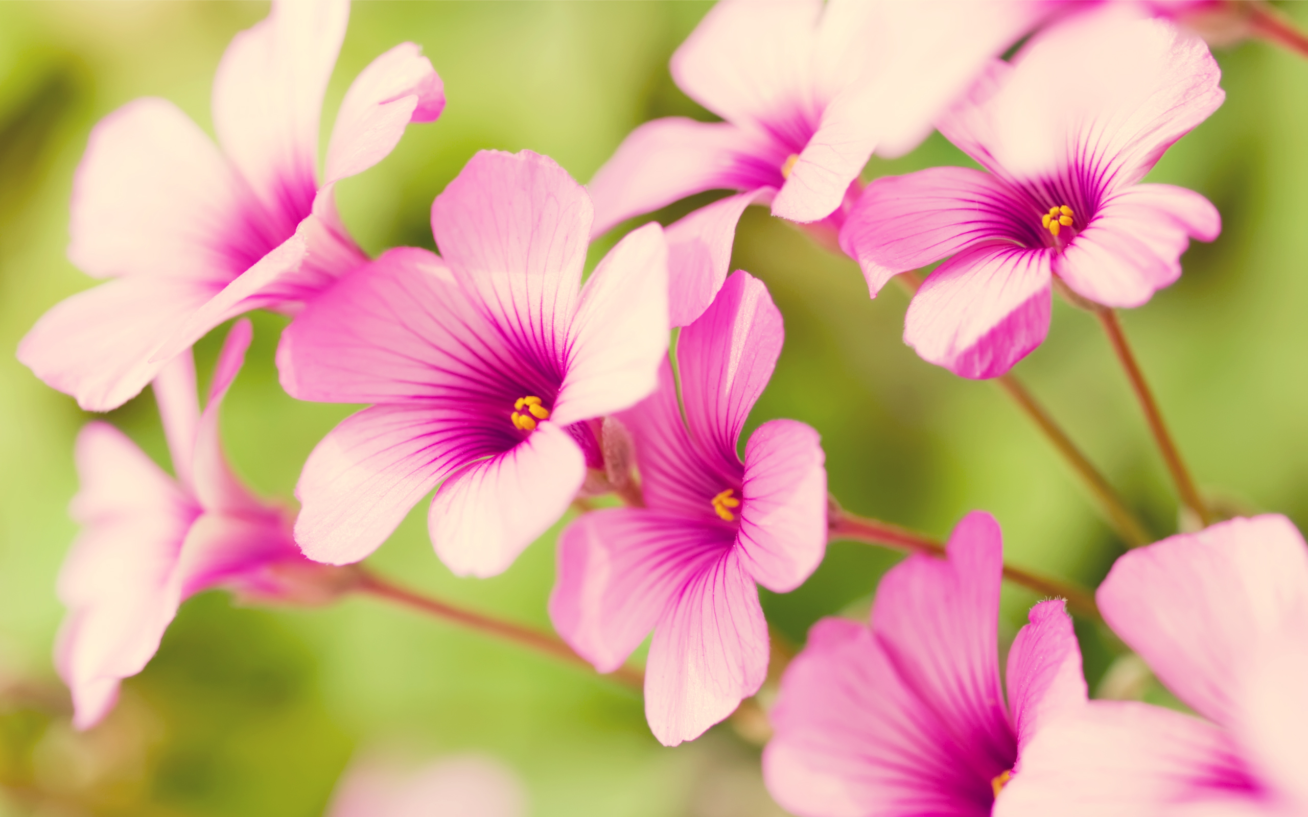 free high definition awesome flower verbenas pics download