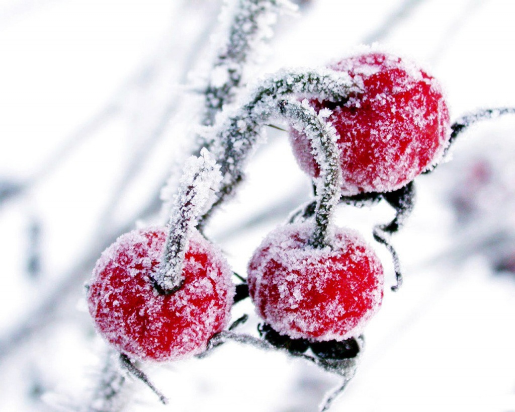 winter fruits wallpaper hd views photos download